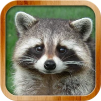 Kids Learn About Animals